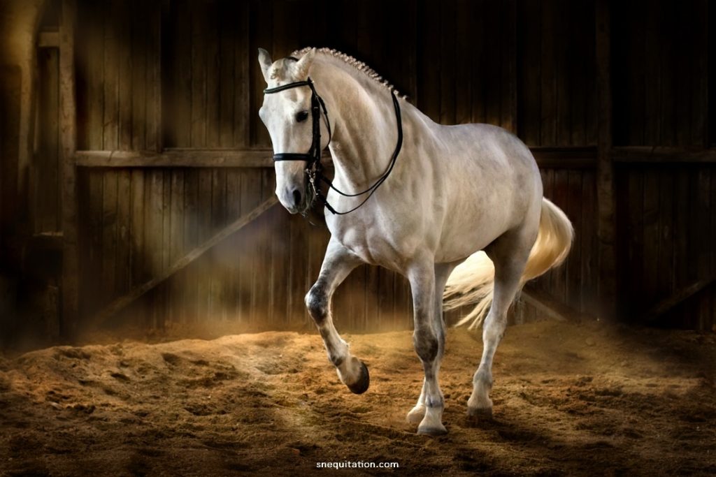 castration cheval