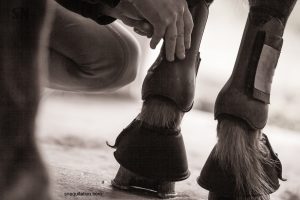 Comment et pourquoi mettre des guêtres à son cheval.