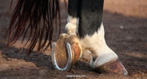 Pourquoi et comment ferrer un cheval