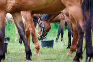 Nutrition cheval