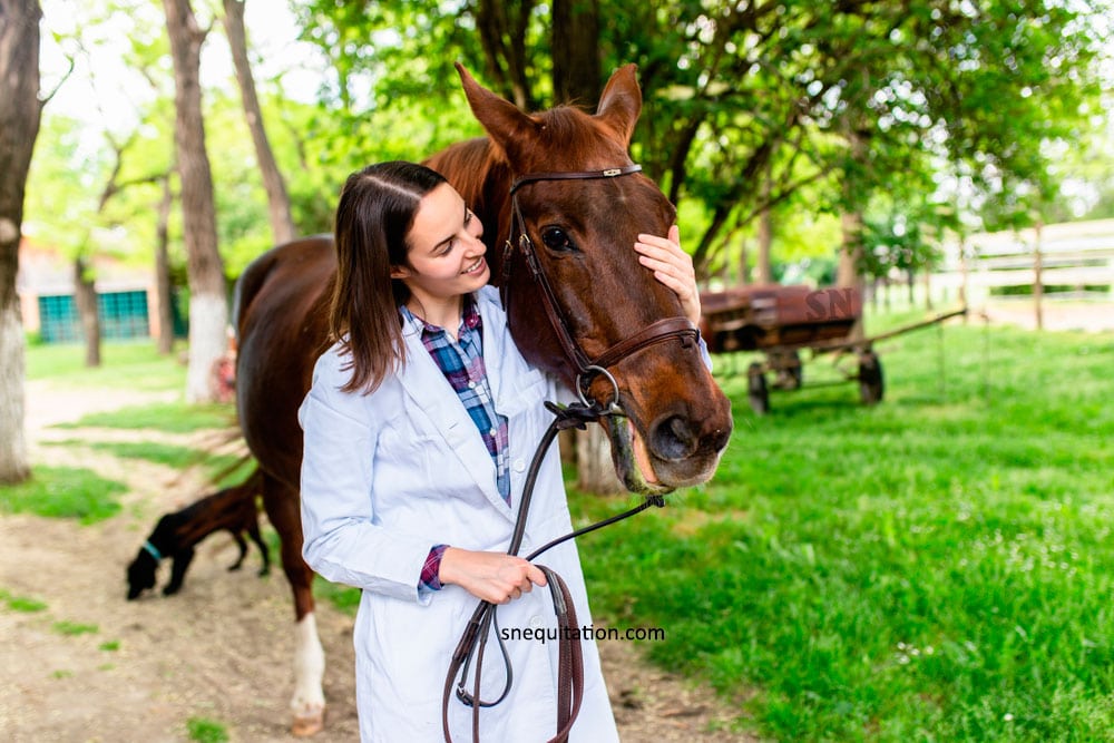 Pourquoi l’ostéopathie équine est plus importante que ce que vous croyez