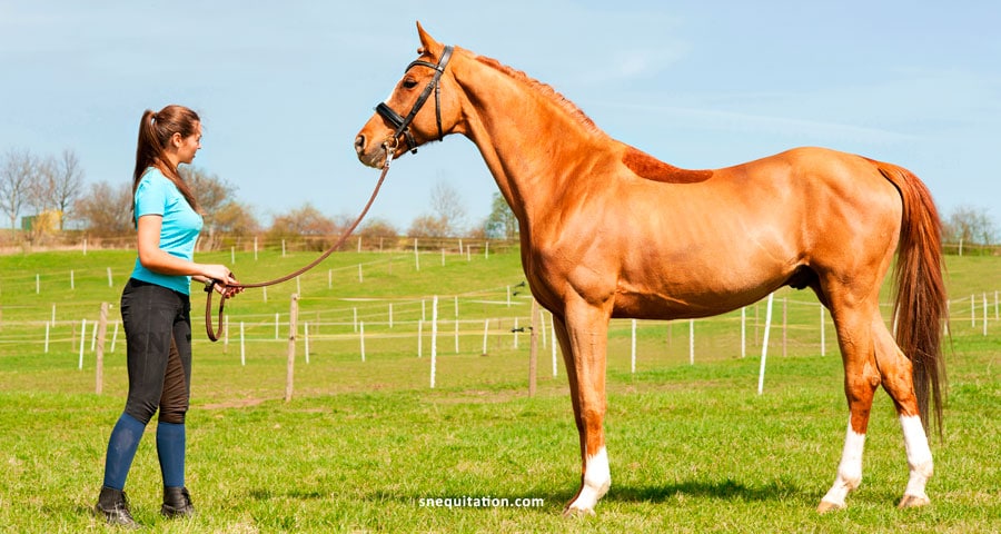 Comment débourrer et dresser un cheval