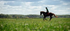 Parage du cheval