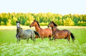 Gestion de mon cheval au pré