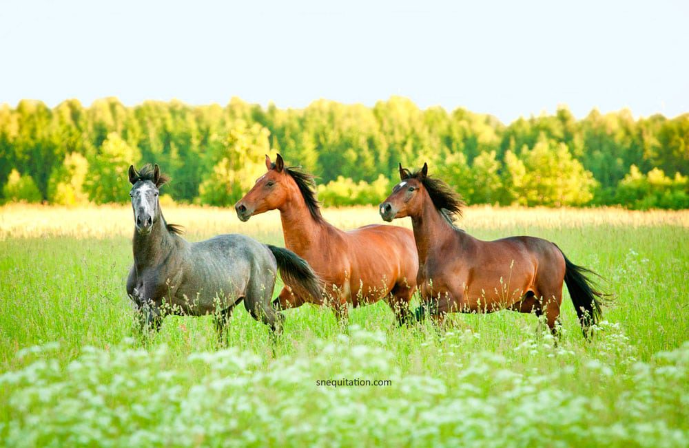 Gestion de mon cheval au pré