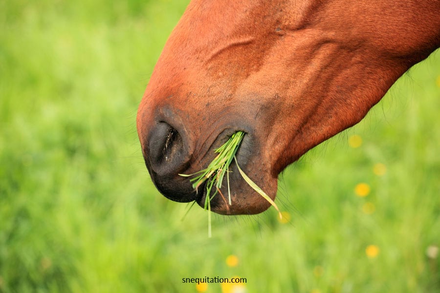 L'alimentation du cheval au pré