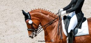 Les conseils de Zaldi pour choisir votre selle