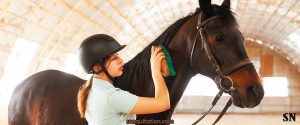 Brossage des chevaux : Un vrai geste santé !
