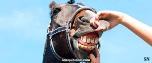 Comment prendre soin de la dentition de mon cheval ?