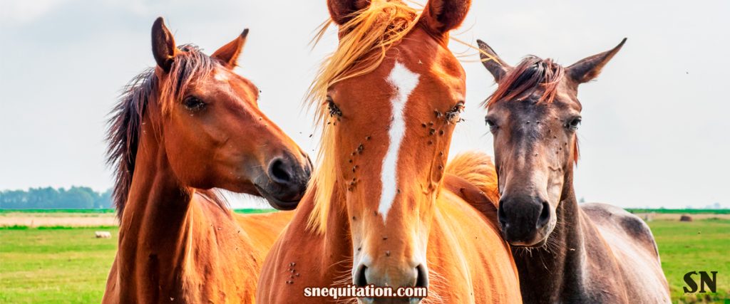 Comment protéger au maximum mon cheval contre les nuisibles (puces, mouches...) ?