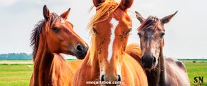 Comment protéger au maximum mon cheval contre les nuisibles (puces, mouches...) ?