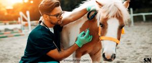 Fièvre équine : Tout ce qu'il faut savoir