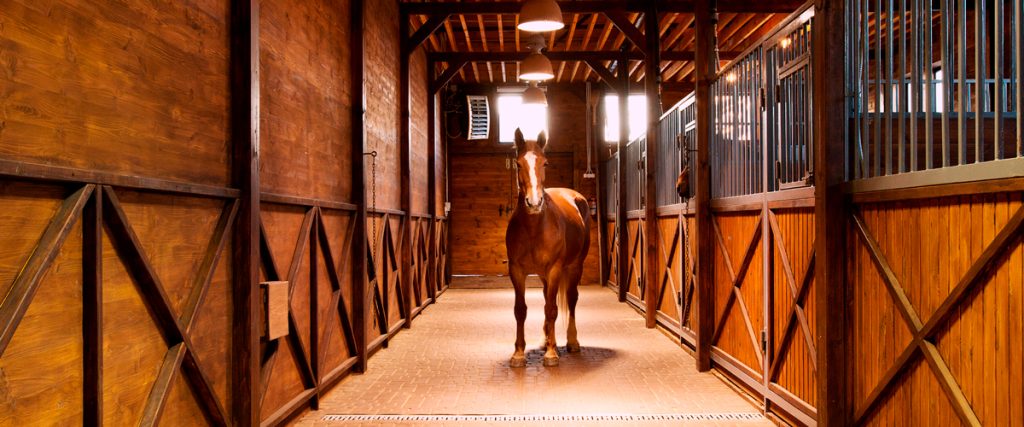 Soins et tâches quotidiennes : Les dessous de l'équitation