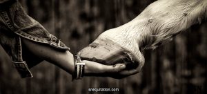 Comment choisir le cheval fait pour moi ? En fonction de son activité