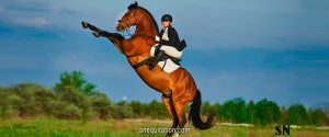 5 exercices pour améliorer la mobilité de votre cheval