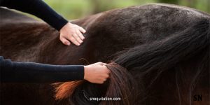 Massage équin : Ces techniques incontournables à reproduire