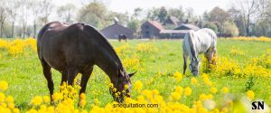 Quelques conseils essentiels pour bien accueillir le printemps !