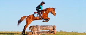 Comment entraîner les jeunes chevaux ?