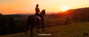 Comment préparer mon cheval à un long trajet ?