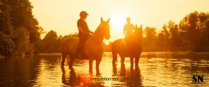 Les essentiels de l'été pour votre cheval !